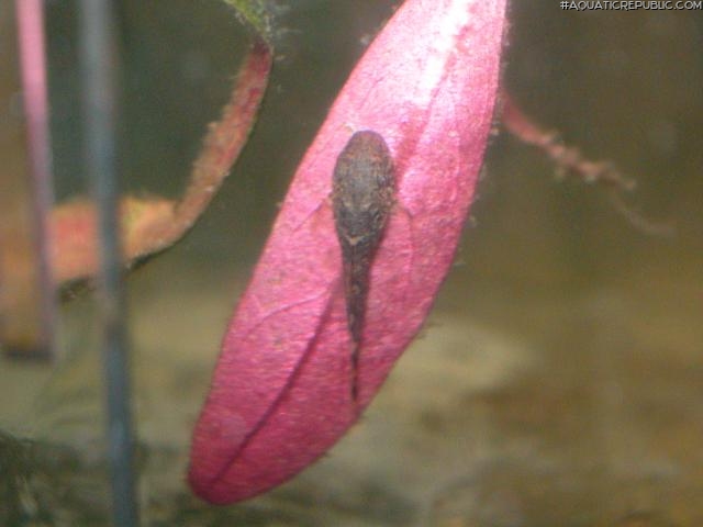 Ancistrus sp. `RIO TOCANTINS`